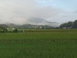 田野