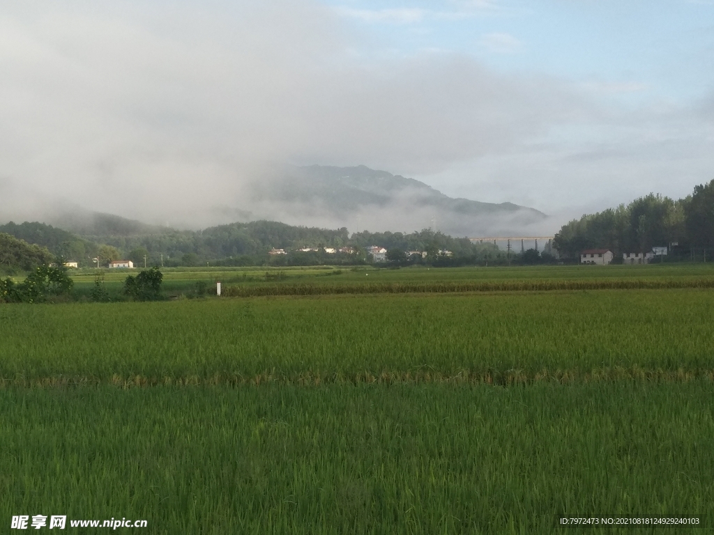 田野