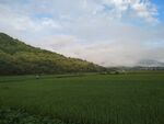 田野