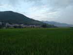 田野