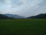 田野