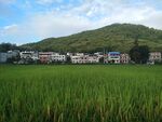 新农村