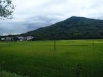 田野