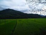 田野