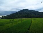 田野