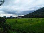 田野