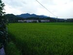 田野