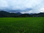 田野