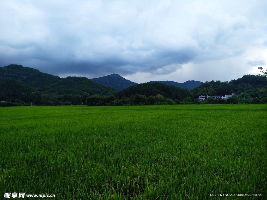 田野