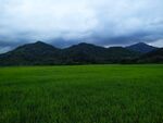 稻田