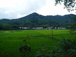 田野