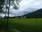 稻田