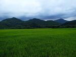 田野