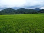田园风光