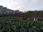 荷花池