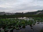 荷花池