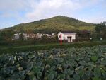公园荷花池