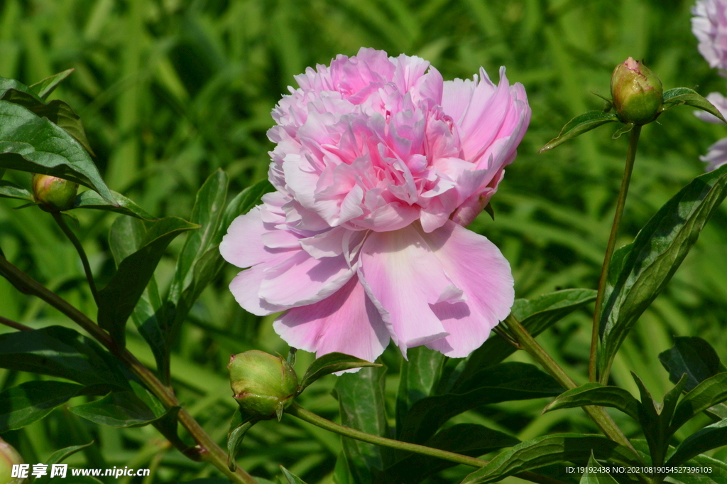 芍药花 