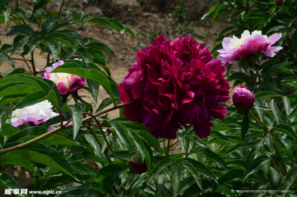 芍药花 