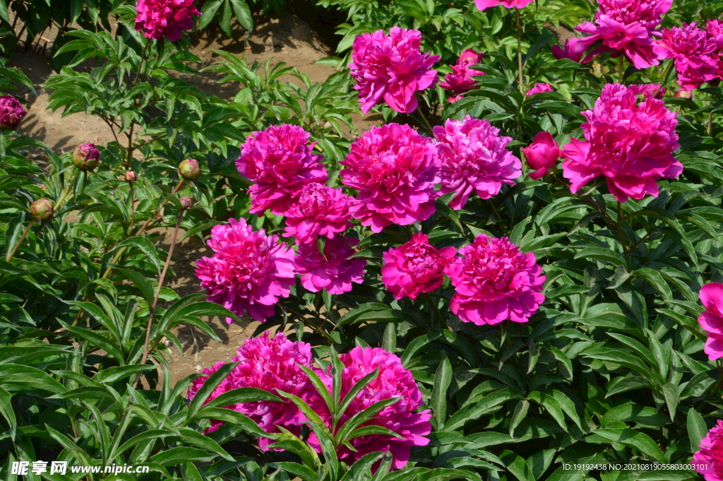 芍药花 