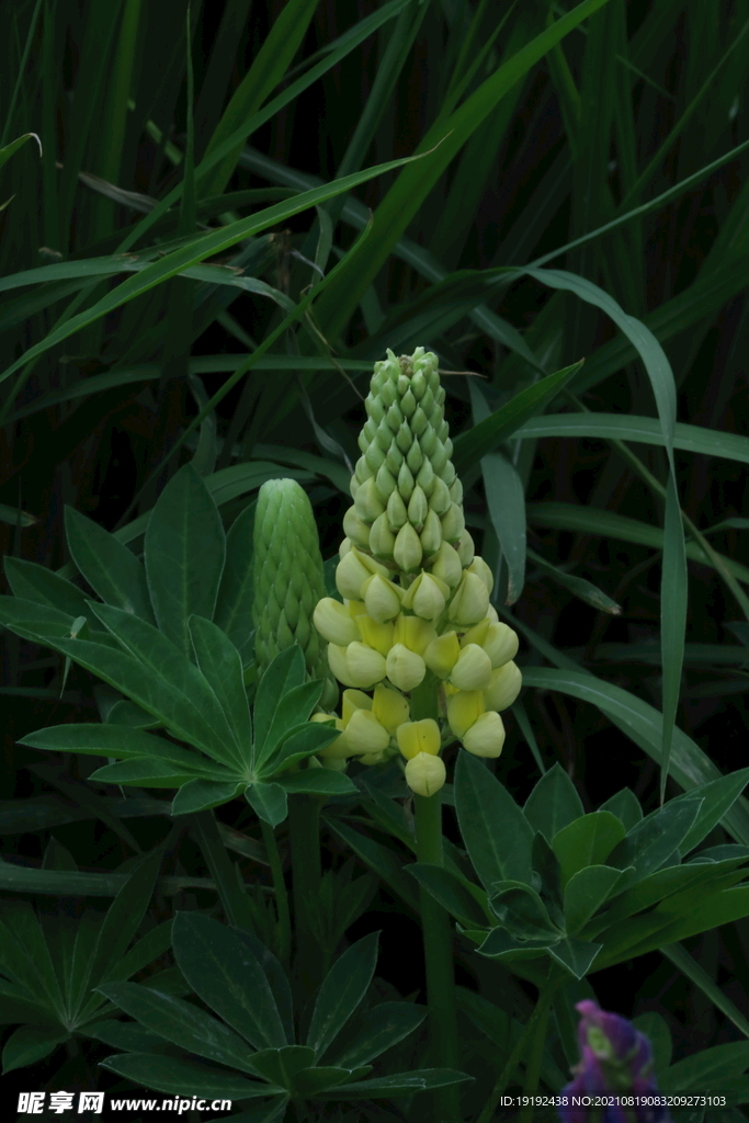 鲁冰花