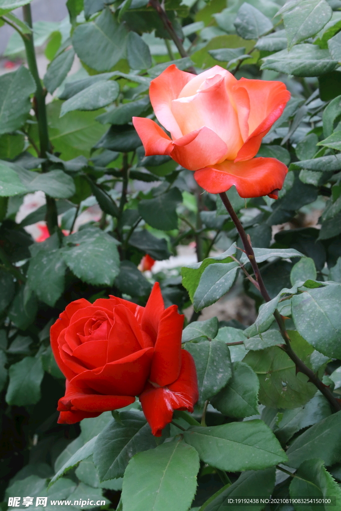 月季花 