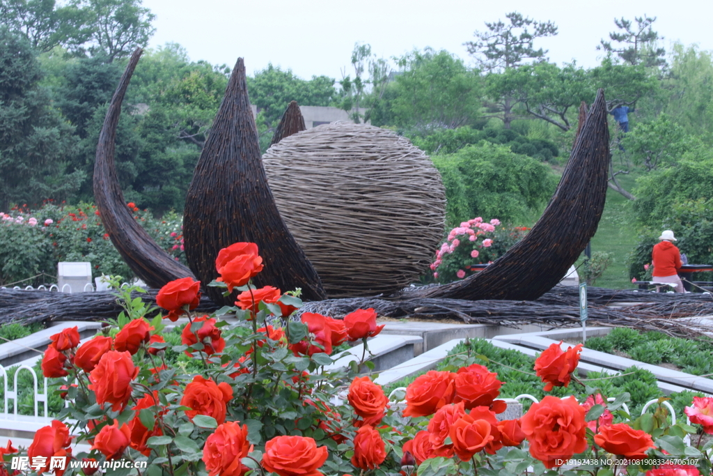 月季花 