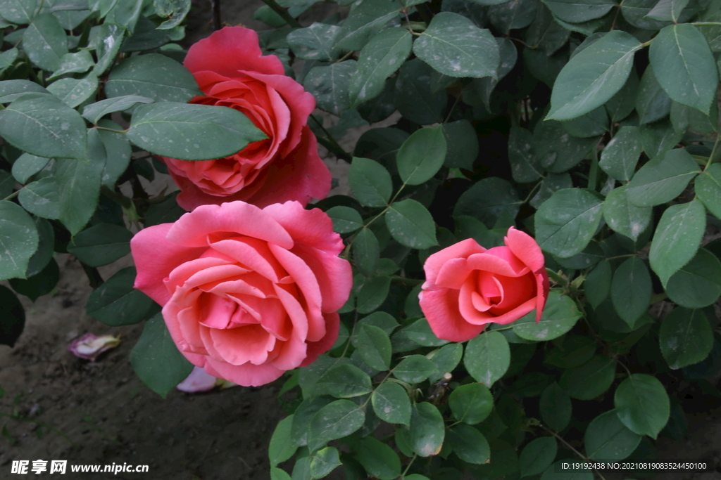 月季花 
