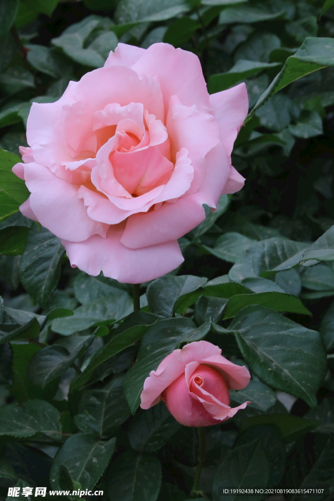 月季花 