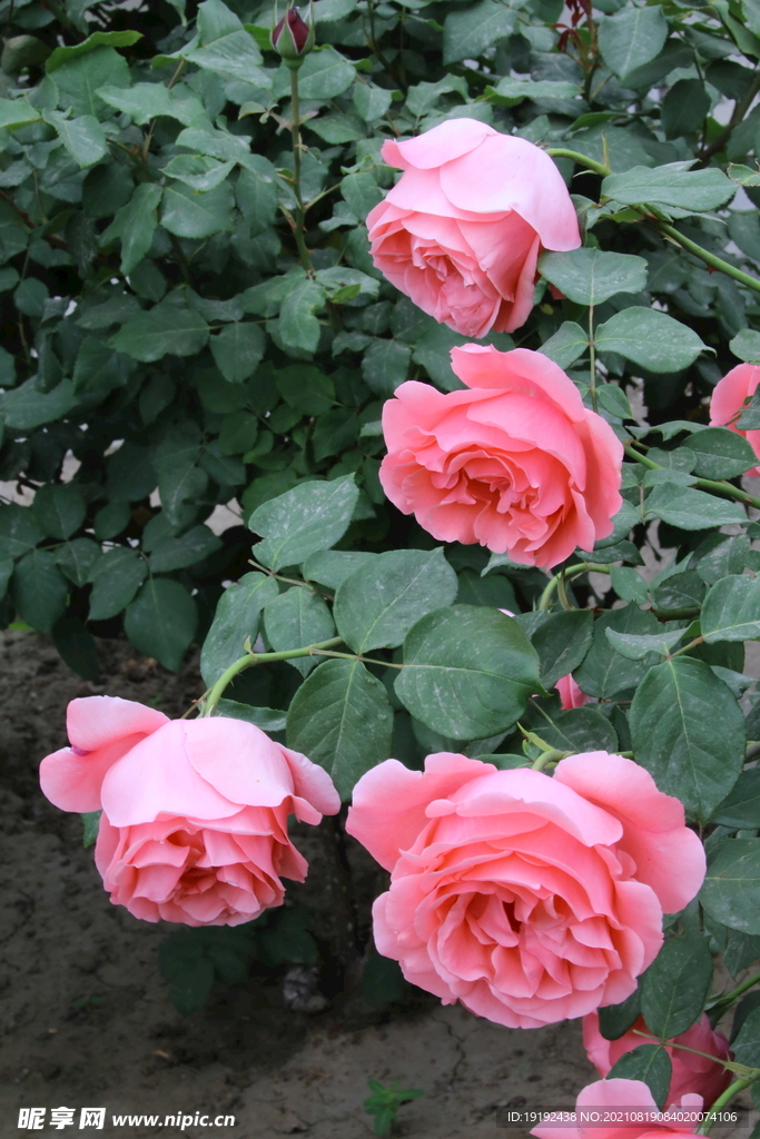 月季花