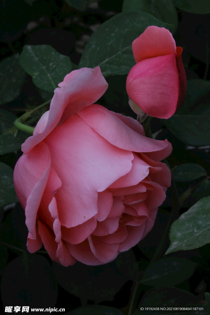 月季花