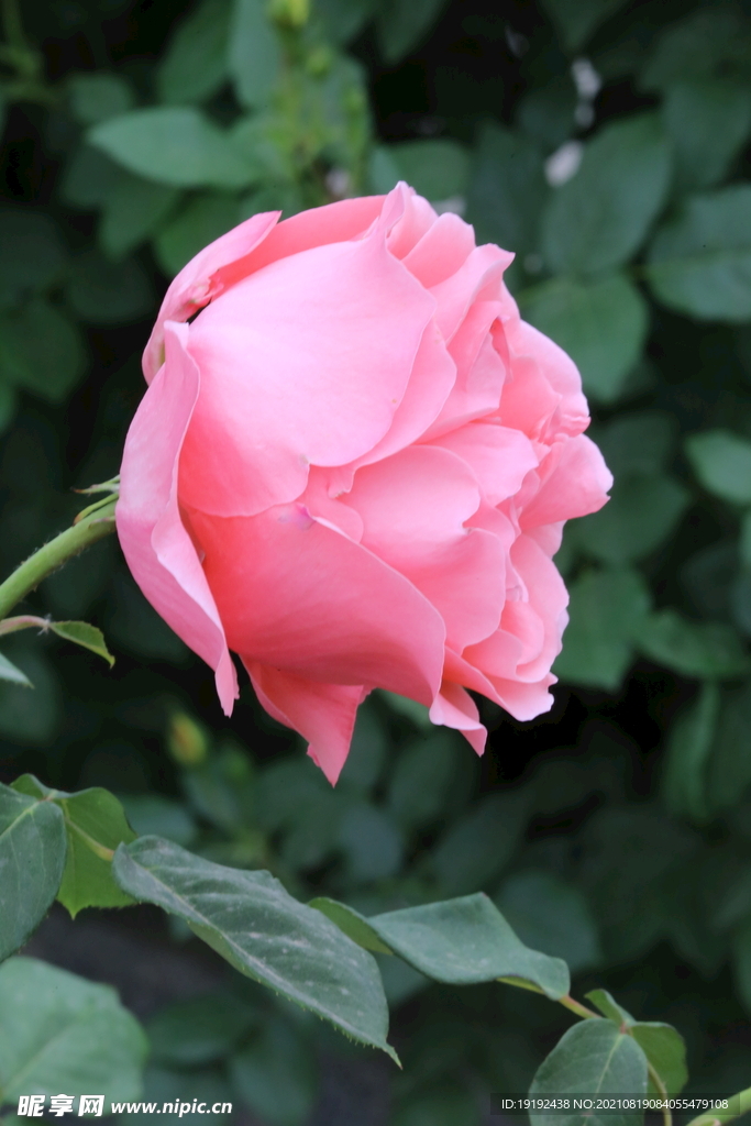 月季花 