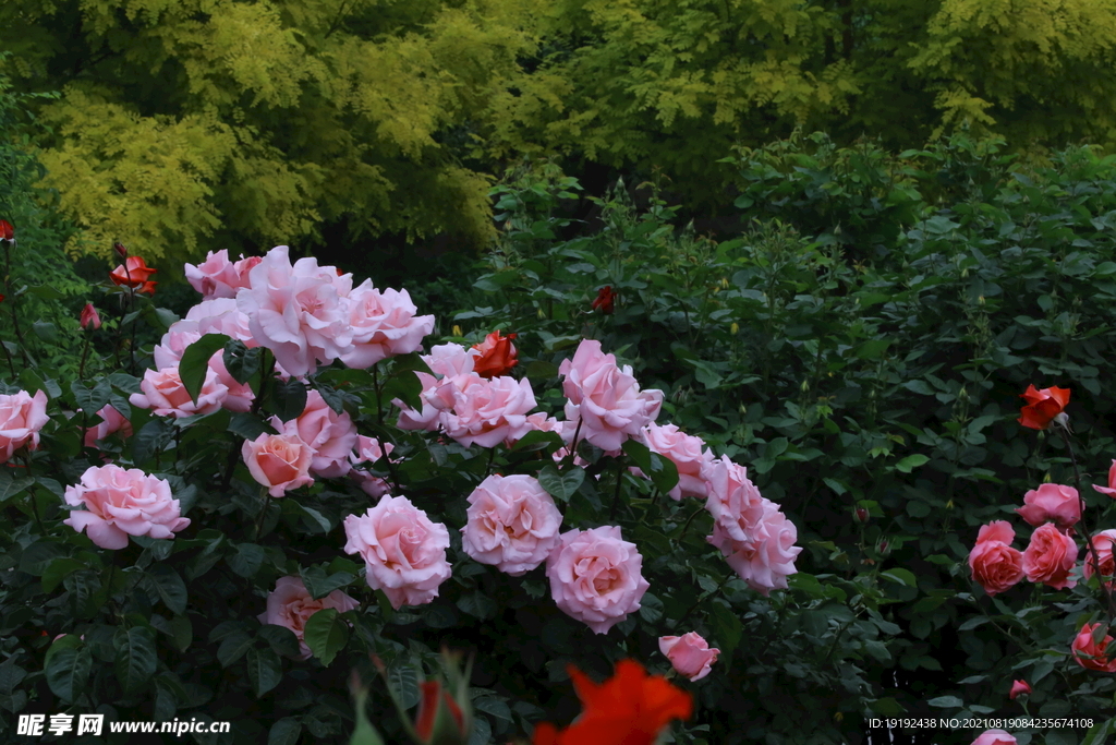月季花