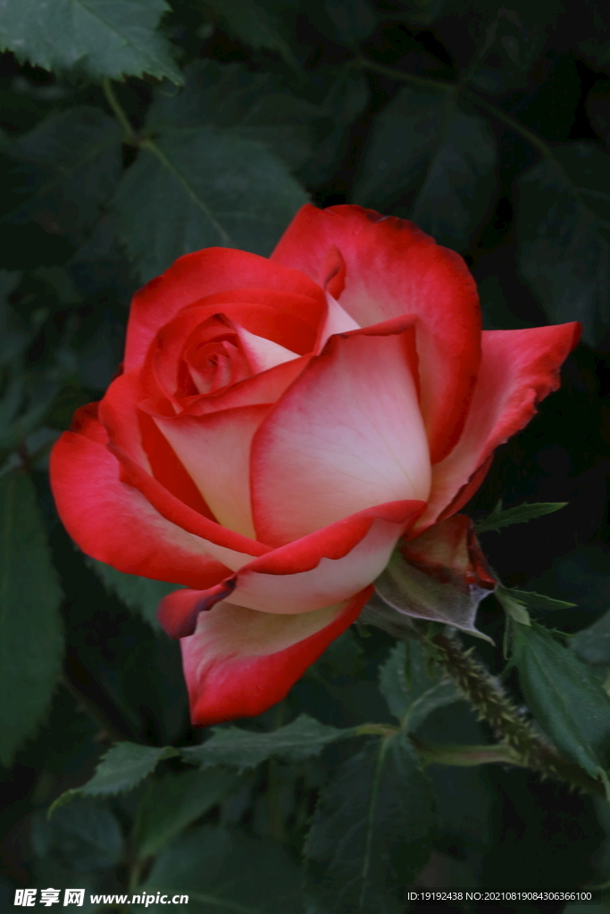 月季花 