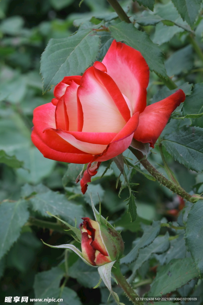 月季花 