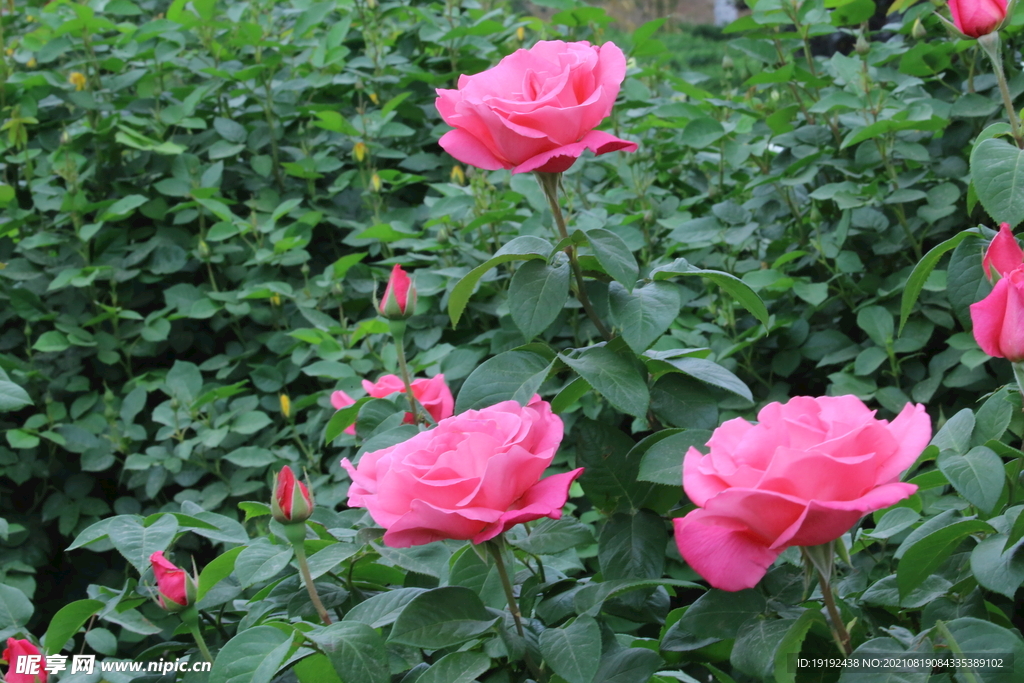 月季花