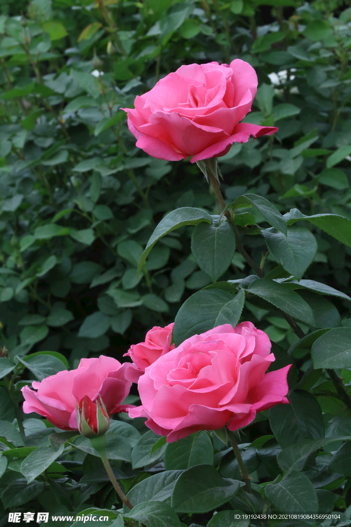 月季花