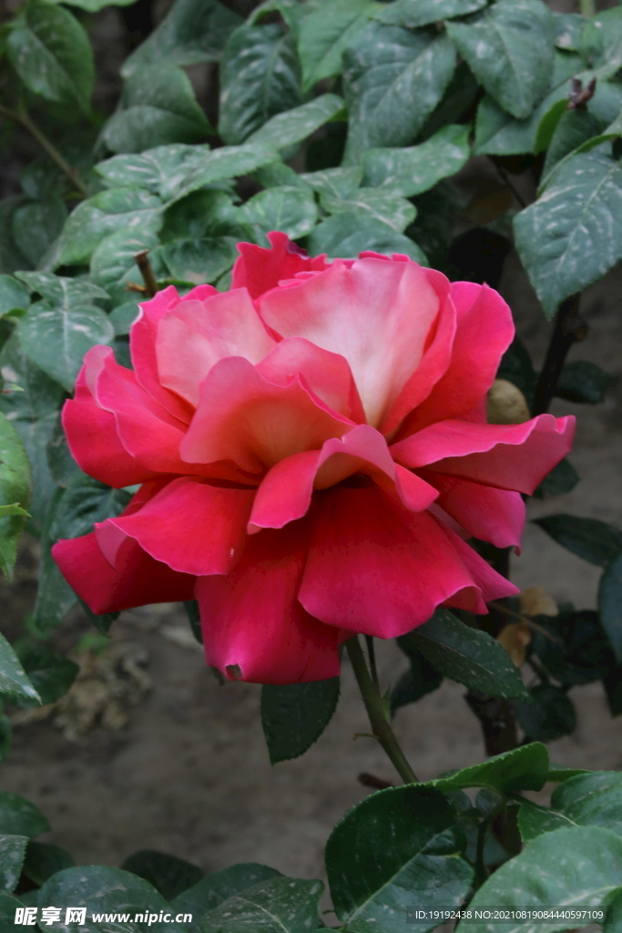 月季花 