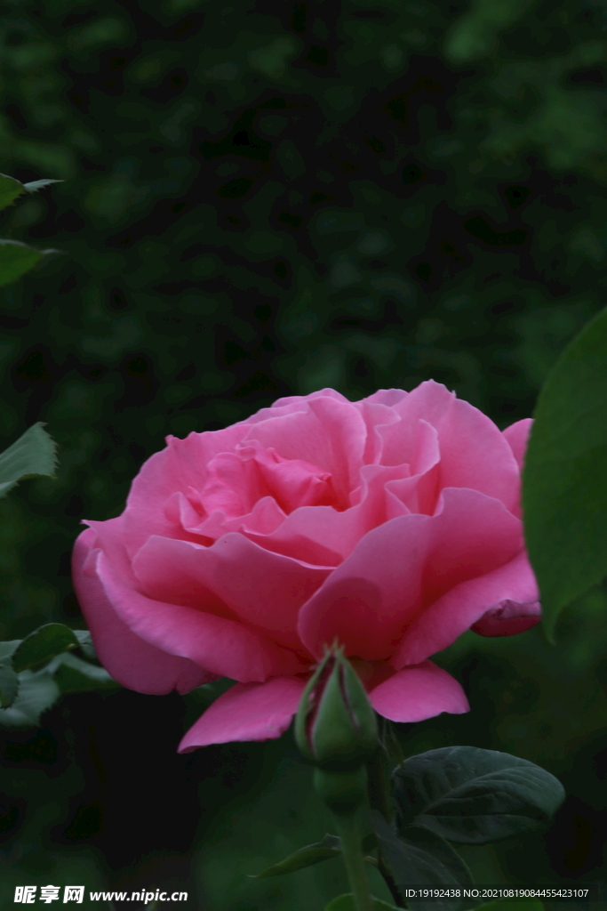 月季花