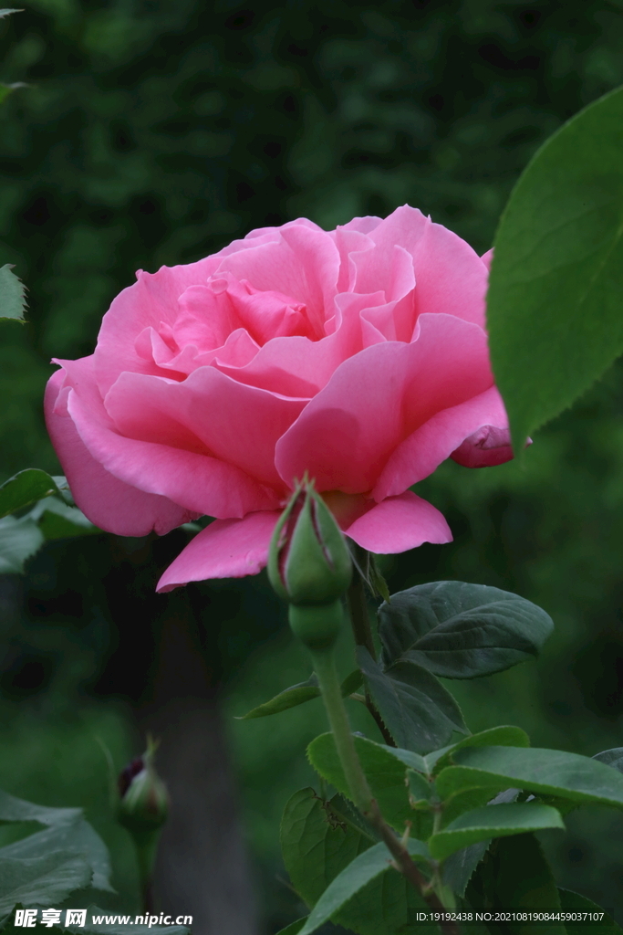 月季花 
