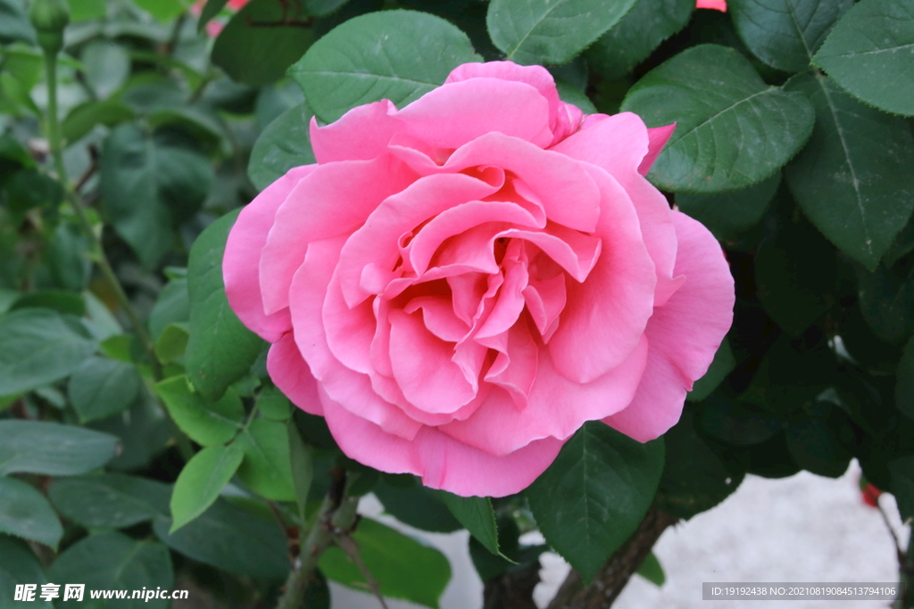 月季花 