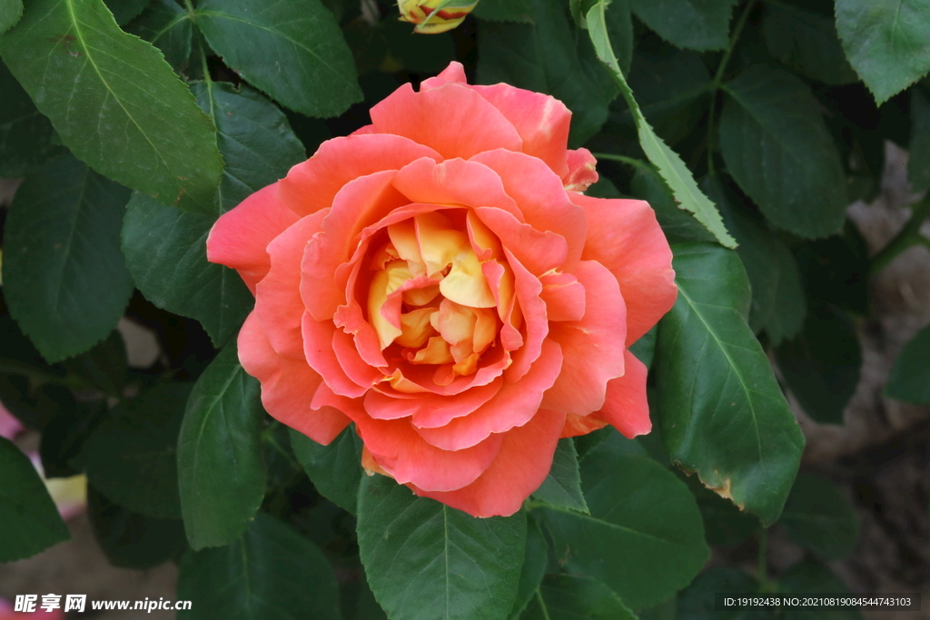 月季花