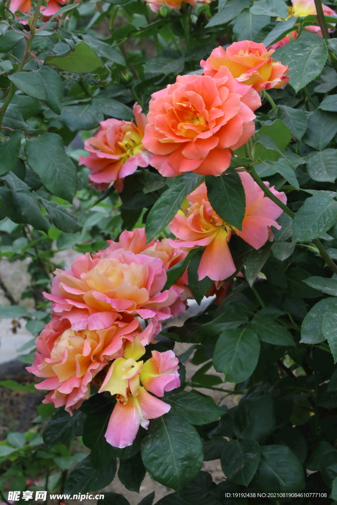 月季花