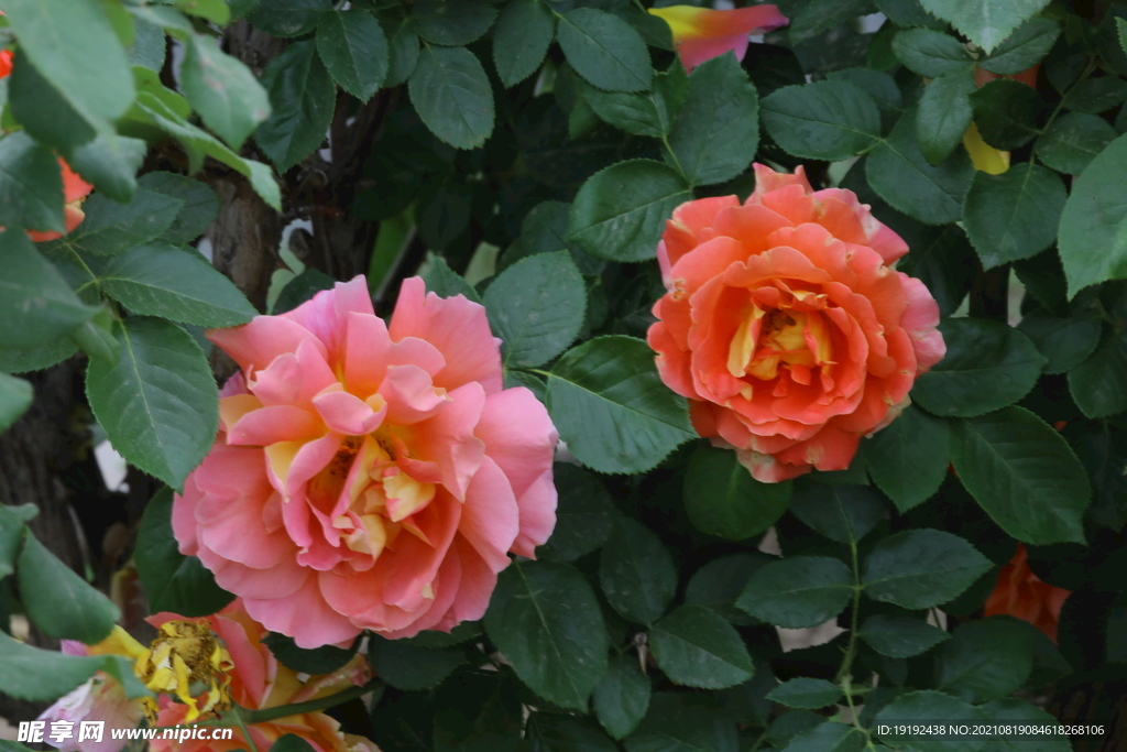 月季花