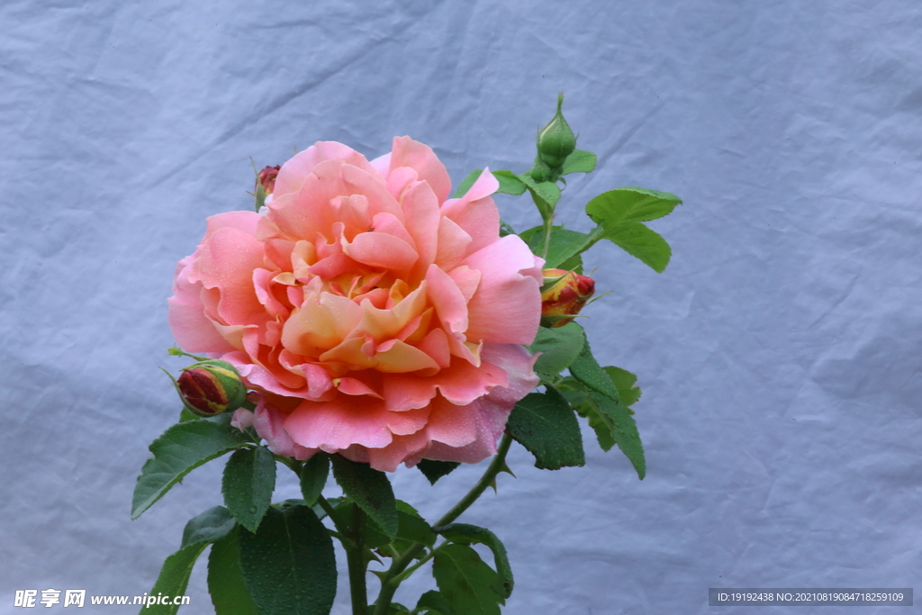 月季花 