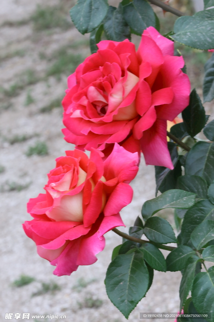 月季花
