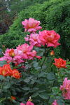 月季花