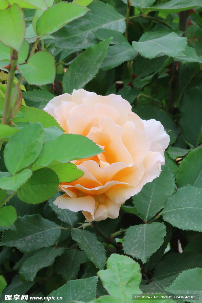 月季花 