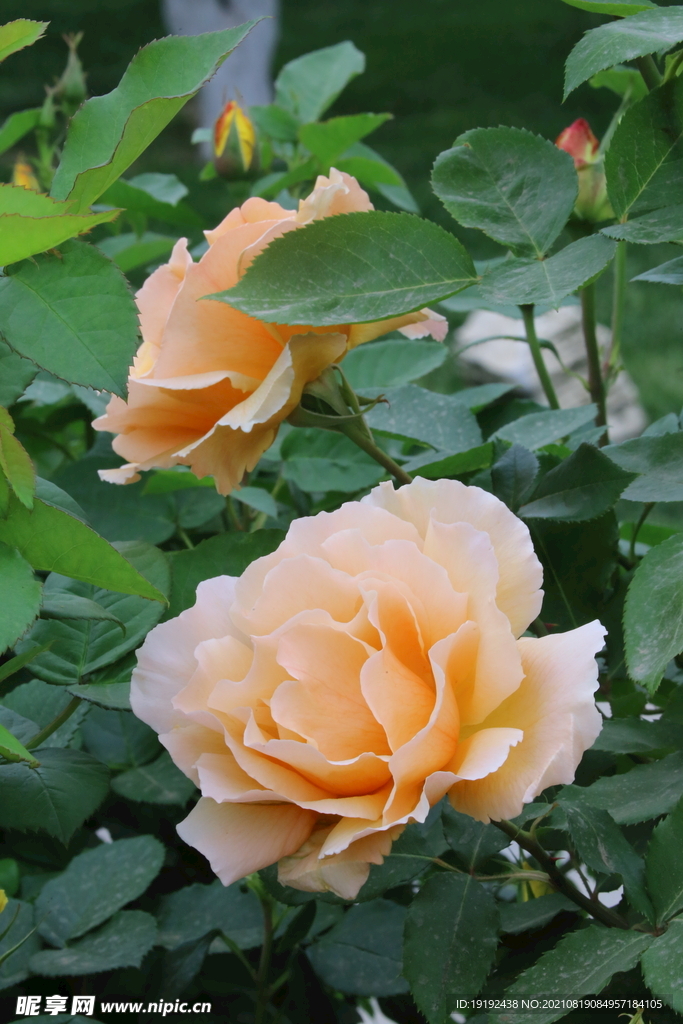 月季花