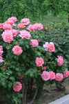 月季花
